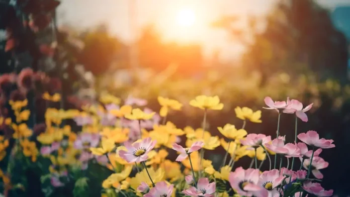 Flores