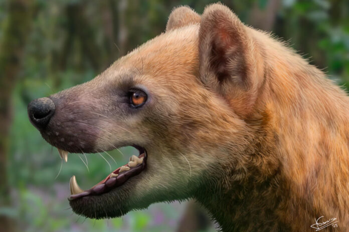 Descubren una nueva especie de "perro oso" que habitó en España hace 15,9 millones de años