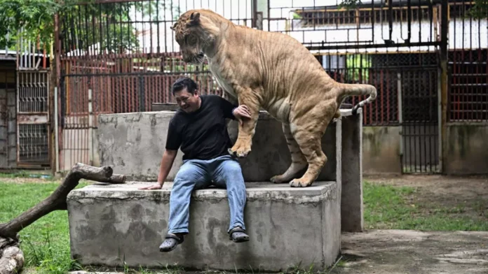 Tailandia-presa-de-la-sobrepoblacion-de-leones-domesticados