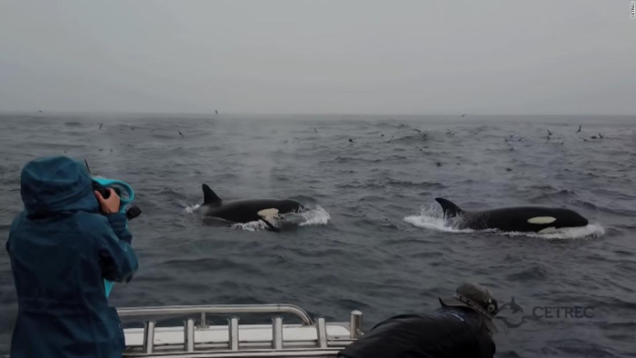 ballenas