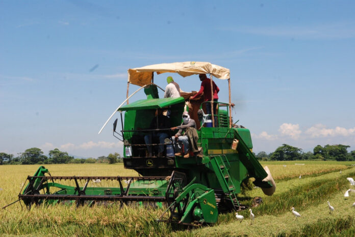 cortadora de arroz 2