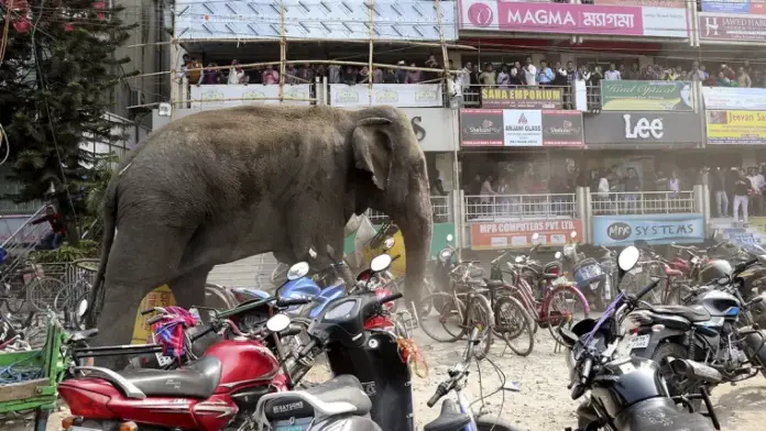 elefante