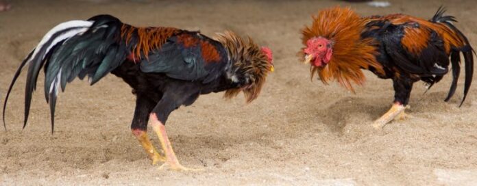 gallos