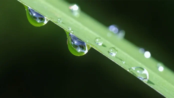 gotas