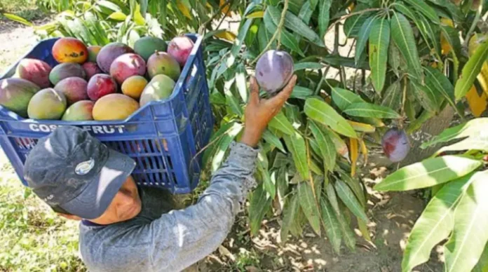 mangos