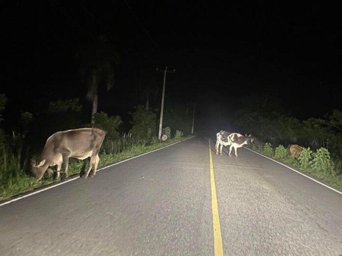 vaca
